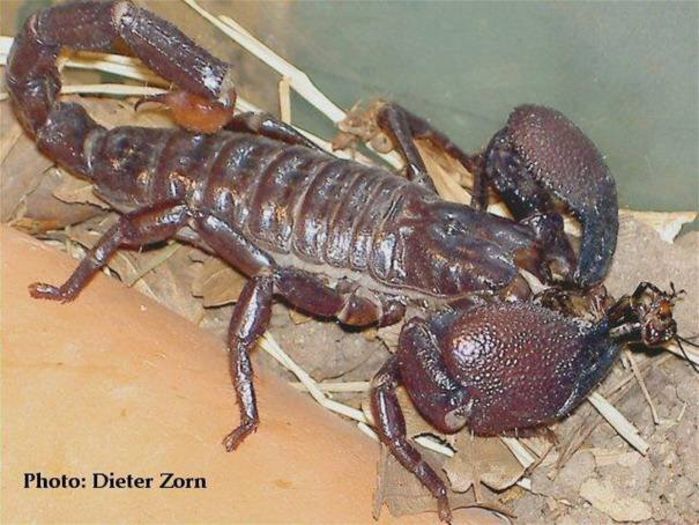 Pandinus imperator; fam. Scorpionidae
