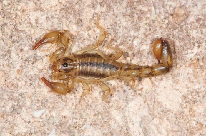 Superstitionia donensis; fam. Superstitioniidae
