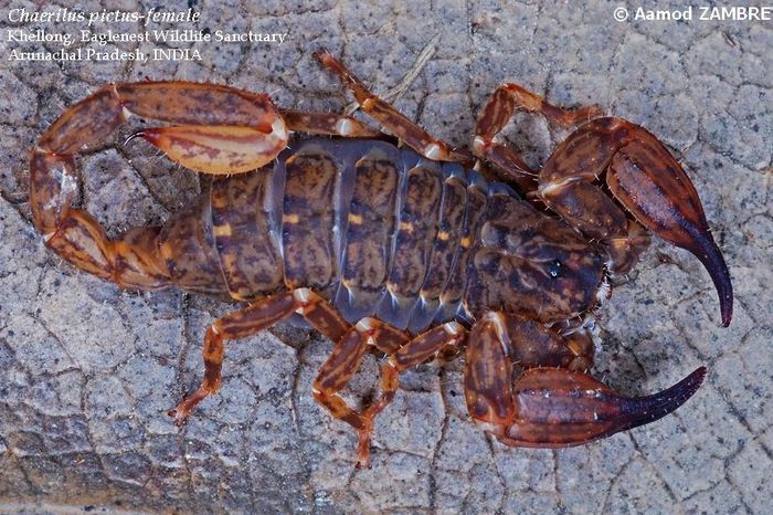 Chaerilus pictus-femela; fam. Chaerilidae
