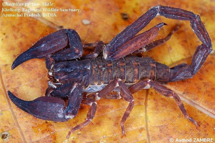 Chaerilus pictus-mascul; fam. Chaerilidae
