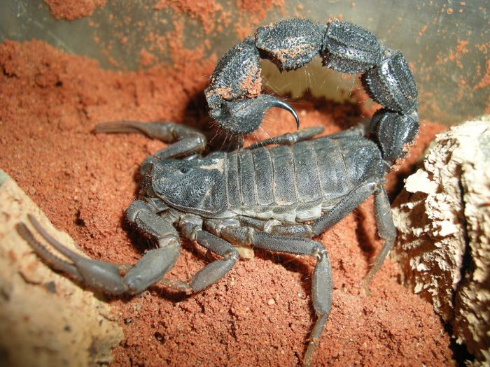 Parabuthus transvaalicus - SCORPIONI