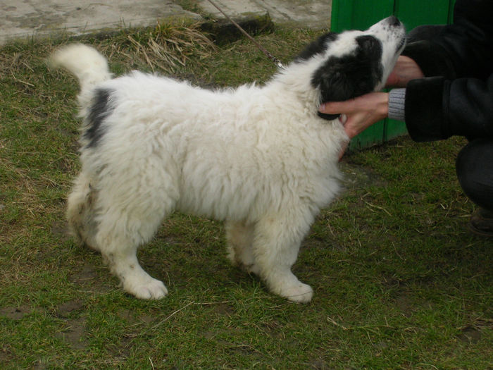 arina 2 luni jumate - ARINA NEPOATA LUI NUC DE HUMOR