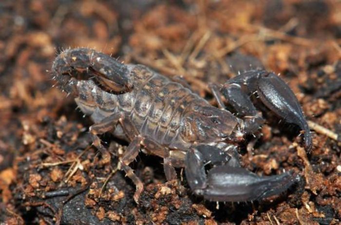 Chaerilus seiteri; fam. Chaerilidae

