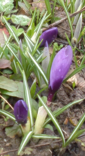 2014-03-08incep si crocusii - c-primavara2014