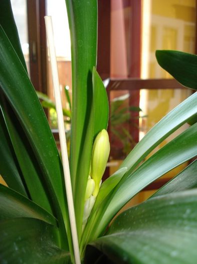 semne de inflorire la clivia galbena (3)