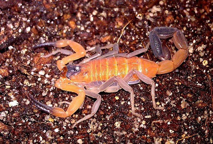 Rhopalurus junceus; fam. Buthidae
