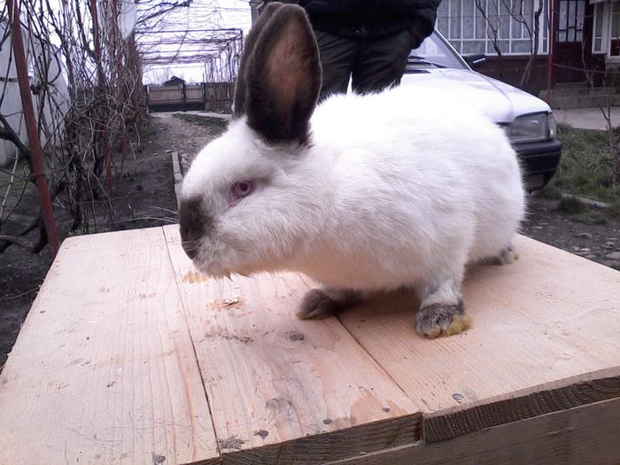 IMG_20140309_145221; femela nr 4
