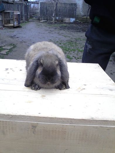 IMG_20140309_144626; femela 2
