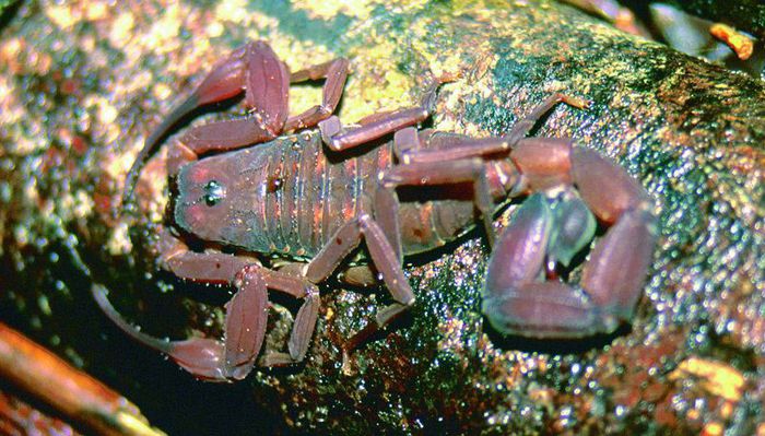 Tityus pachyurus; fam. Buthidae
