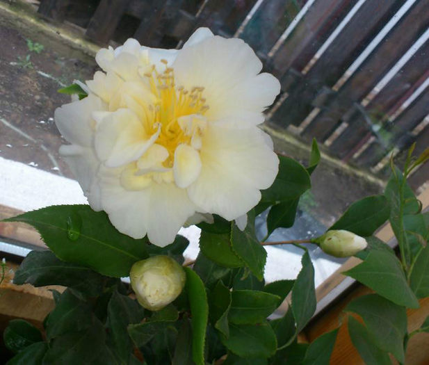 alba 9martie2014 - Camellia