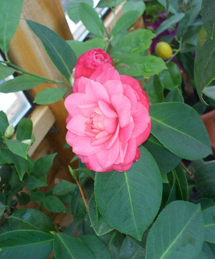 9mar2014 - Camellia