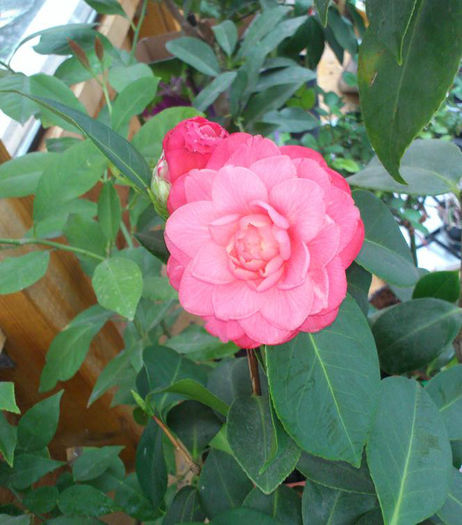 culoare deosebita9mar2014 - Camellia