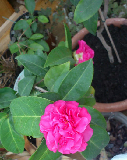alta roz intens 9mar2014 - Camellia