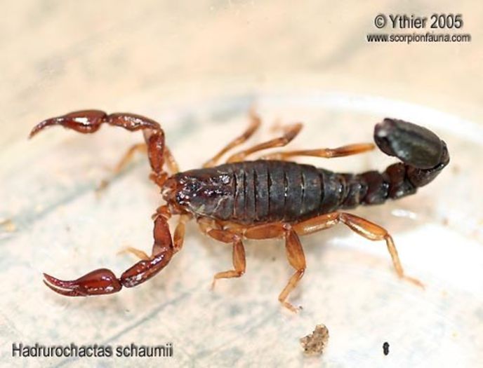 Hadrurochactas schaumii; fam. Chactidae
