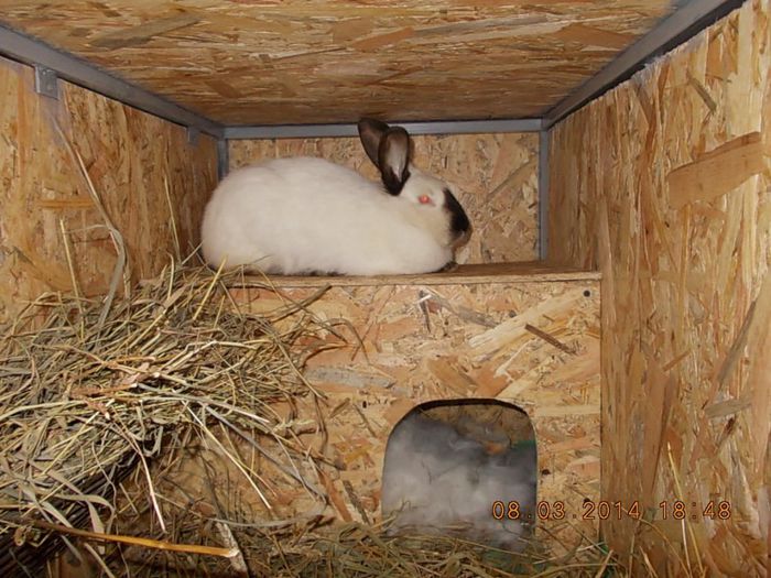 Picture 215; ea este iepurica de la Cristi Radoi,californian,are 8 puiuti!
