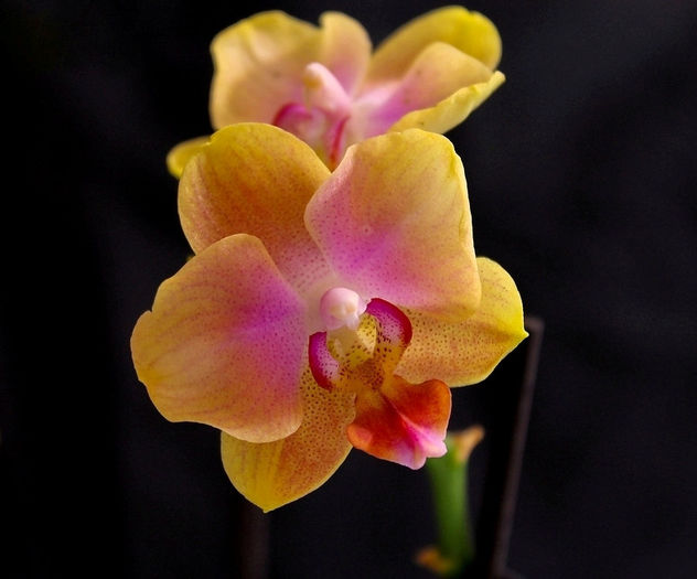 Phalaenopsis Ping Tung Gold