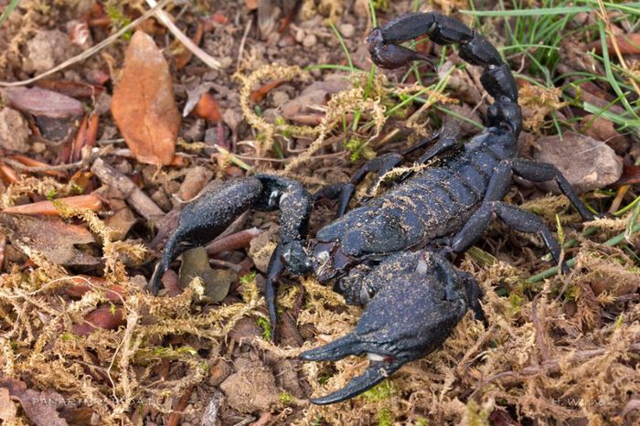 Heterometrus spinifer; fam. Scorpionidae

