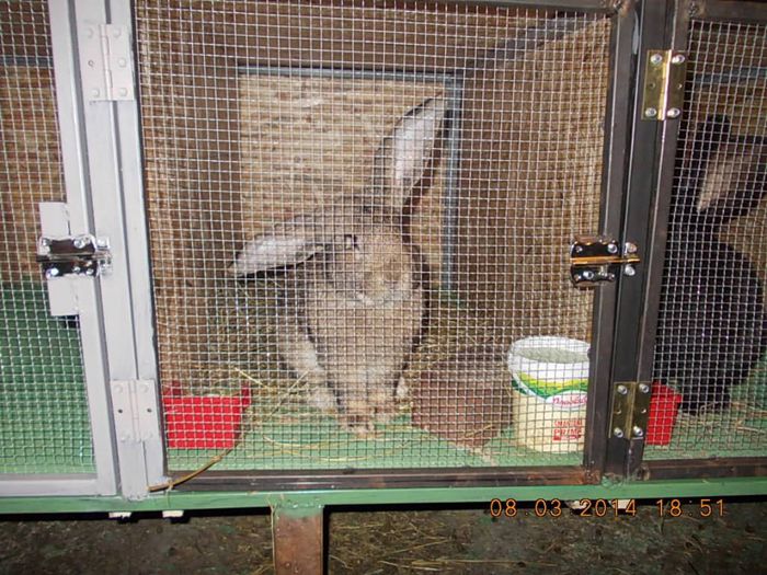 Picture 229; el este RICA,masculul meu de urias singurul iepure care nu ma musca ,ci ma linge pe maini!
