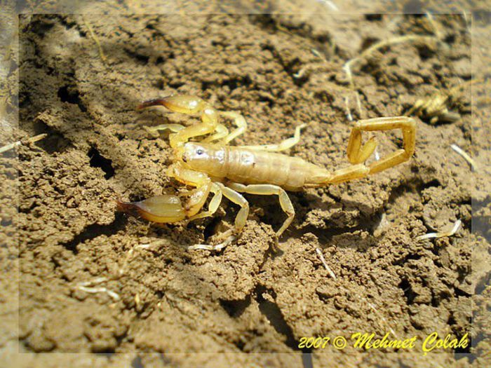 Hemiscorpius lepturus; fam. Hemiscorpiidae
