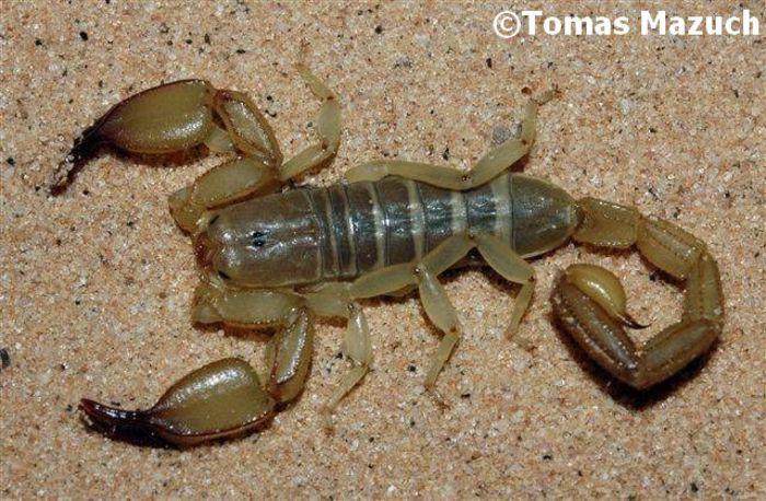 Hemiscorpius novaki; fam. Hermiscorpiidae
