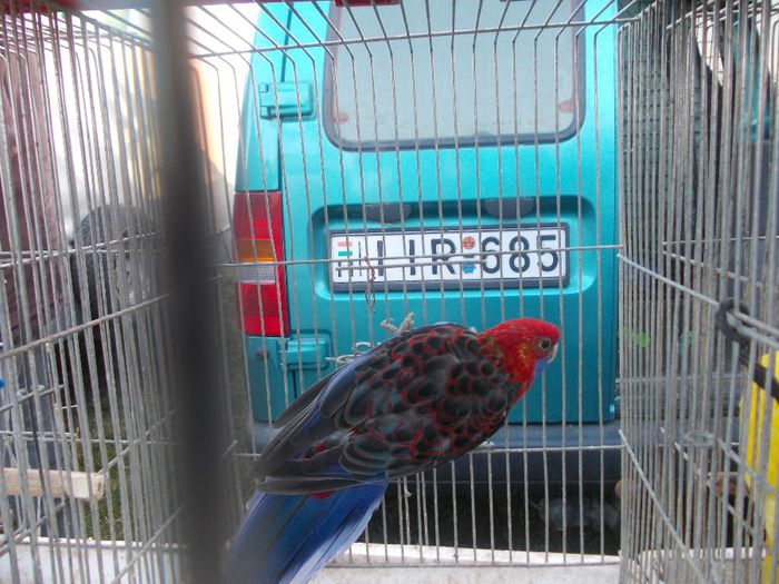 Kép 2833