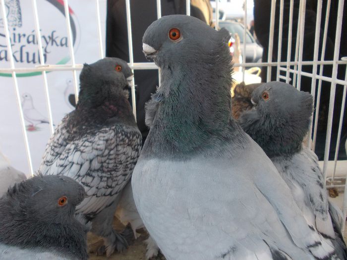 Kép 2877 - Targul de la Monor 2013-2014