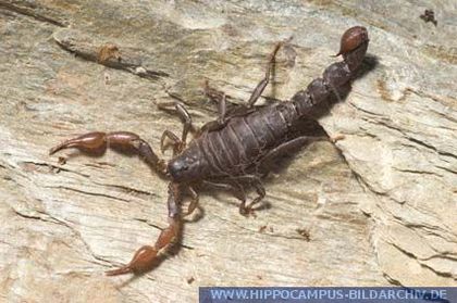 Caraboctonus keyserlingi; fam. Caraboctonidae
