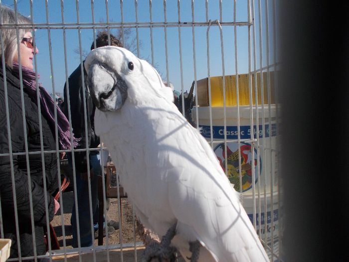 Kép 2895 - Targul de la Monor 2013-2014