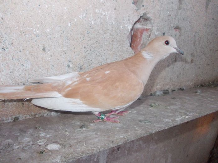 Kép 2901 - Targul de la Monor 2013-2014