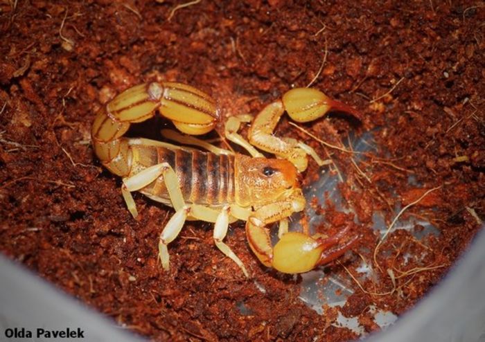 Hadruroides charcasus; fam. Caraboctonidae

