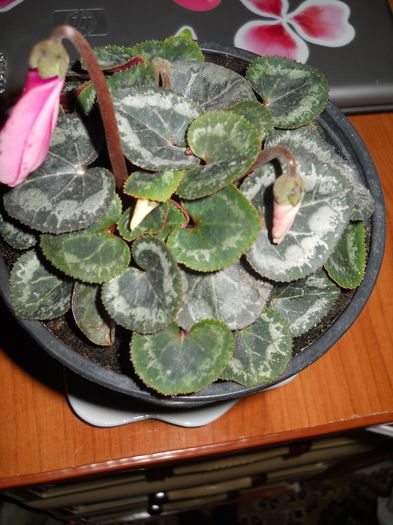 cyclamen roz; de la nasul meu.....
