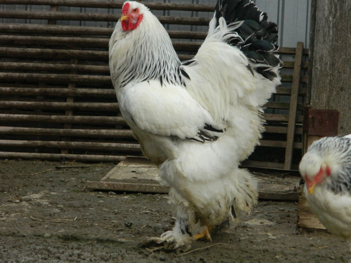 Picture 011 - Brahma Herminat Deschis Matca 2014 fam 1