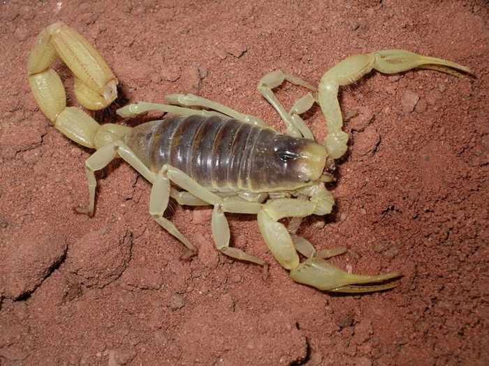 Hadrurus arizonensis; fam. Caraboctonidae (scorpion mare de Texas)
