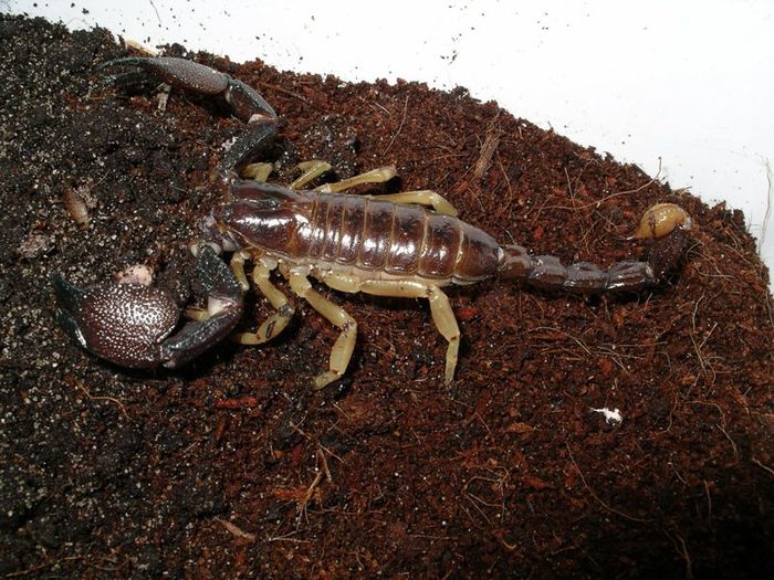Heterometrus xanthopus; fam. Scorpionidae (scorpionul negru de Pakistan)
