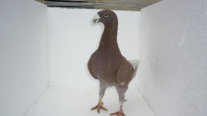 M2 - Voiajori Germani Poze