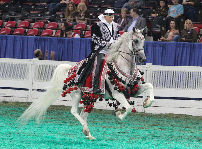 Half_arabian_native_costume_horse_(8031632640)