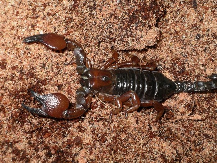 Opistophalmus carinatus; fam. Scorpioniidae
