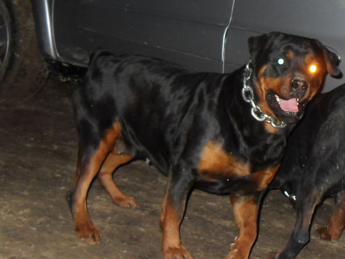 SDC18607 - prenotari catei rottweiler pt luna APRILIE 09-03-2014