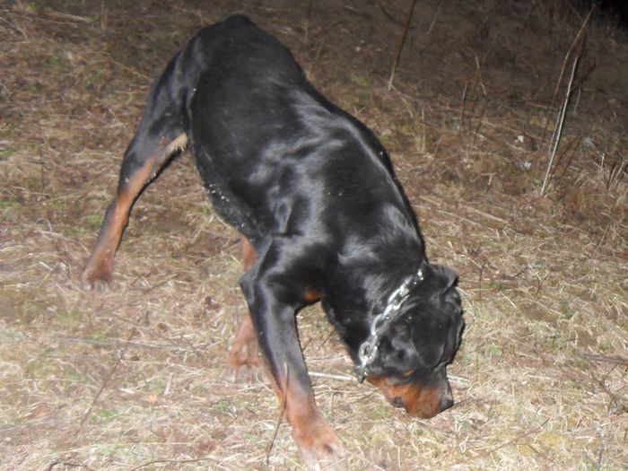 SDC18606 - prenotari catei rottweiler pt luna APRILIE 09-03-2014