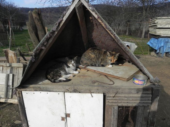 Leo fiu mama Pisi - Paznici vechi