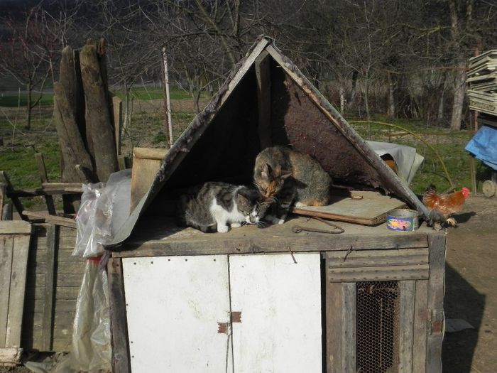 DSCN6990 - Paznici vechi