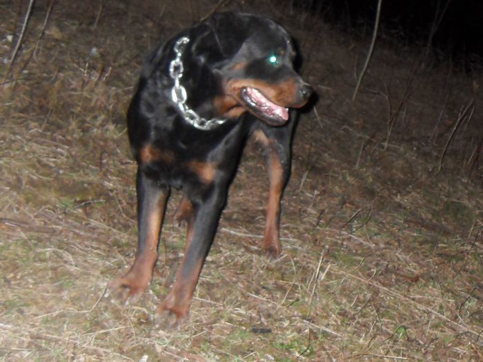 SDC18605 - prenotari catei rottweiler pt luna APRILIE 09-03-2014