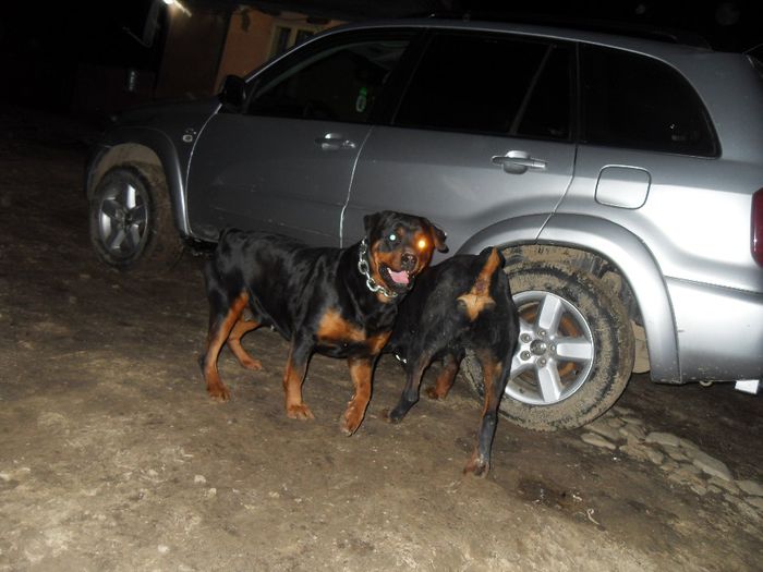 SDC18581 - prenotari catei rottweiler pt luna APRILIE 09-03-2014