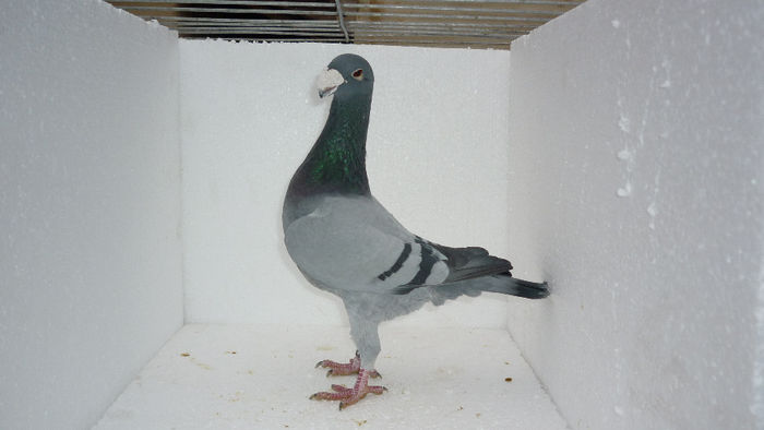 M3 - Voiajori Germani Poze