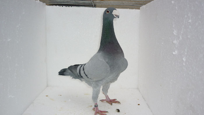 M3 - Voiajori Germani Poze