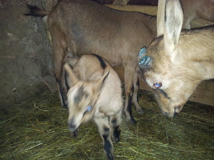 ieduta alpina franceza - iezi 2014