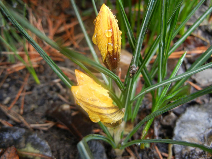 Crocus Gipsy Girl (2014, March 06)