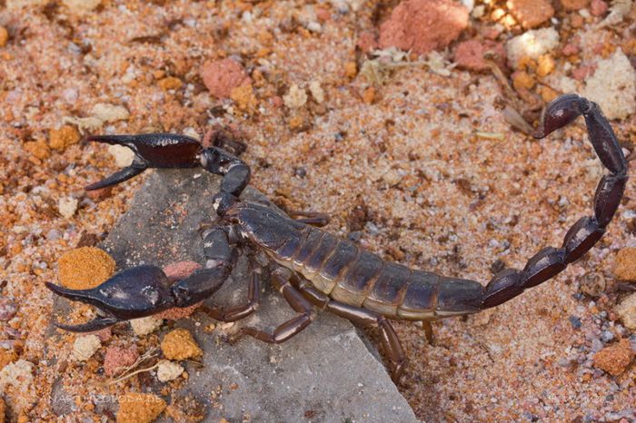 Nebo hierichonticus; fam. Scorpionidae
