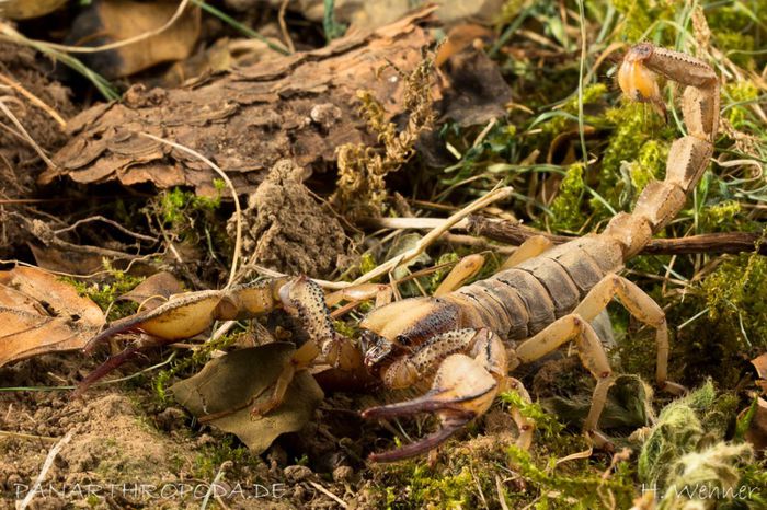 Opistophthalmus capensis; fam. Scorpionidae
