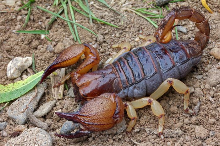 Opistophthalmus glabrifrons; fam. Scorpionidae
